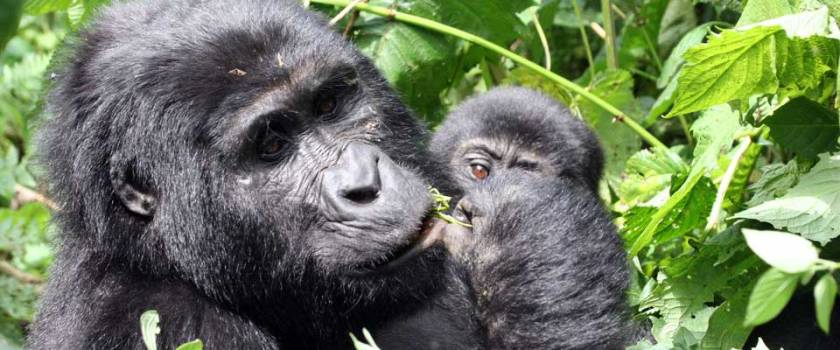 M-Gorilla-Habinyanja-mother-and-baby